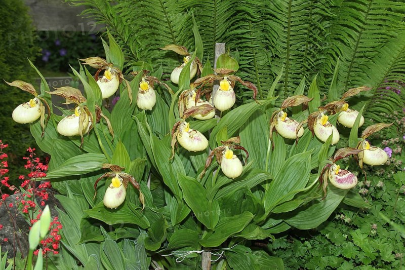 Kentucky lady's slipper southern lady's slipper