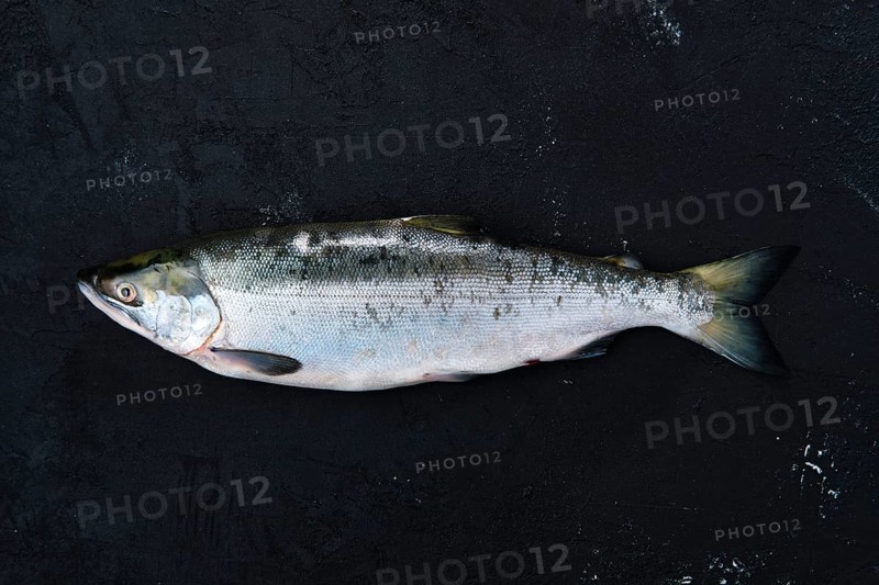 Red salmon on black concrete background