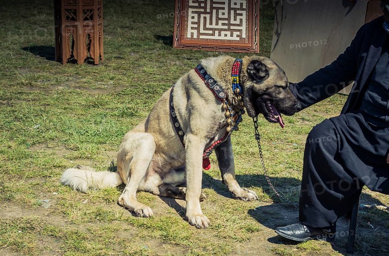 Turkish breed shepherd dog Kangal as livestock guarding dog