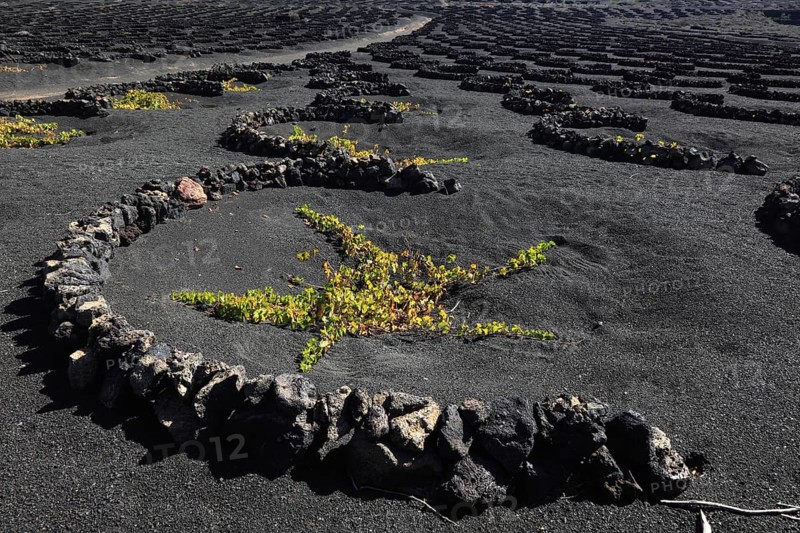 Winegrowing in the La Geria region