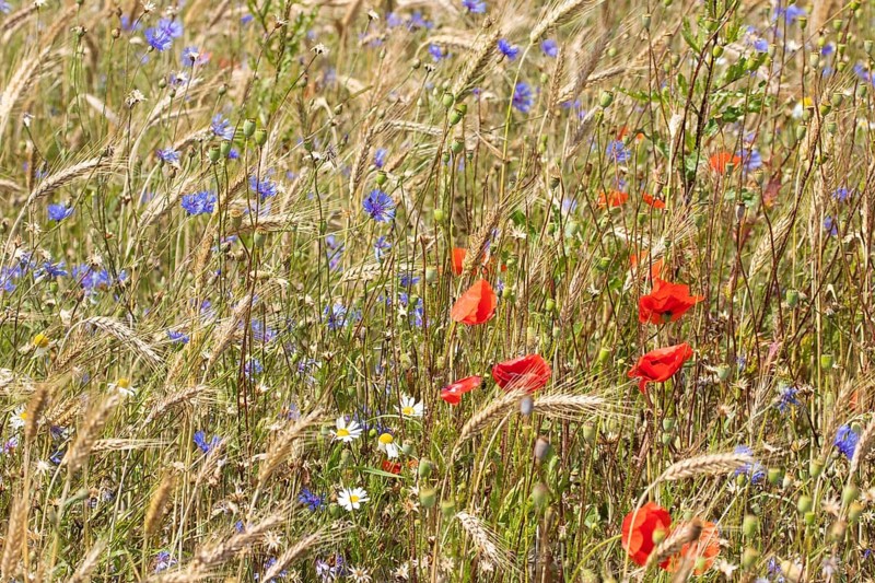Field of blue and red wild herbs between cereal stalks