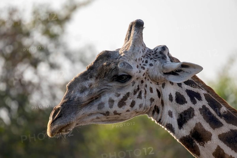 Rhodesian giraffe