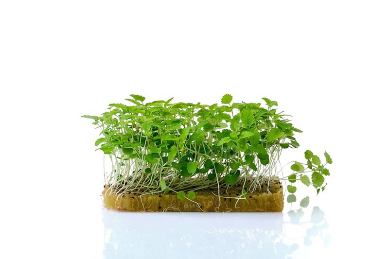 Fresh microgreens. Sprouts of