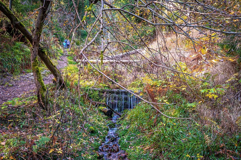 A small stream in the Schoenjungferngrund in the Ore Mountains