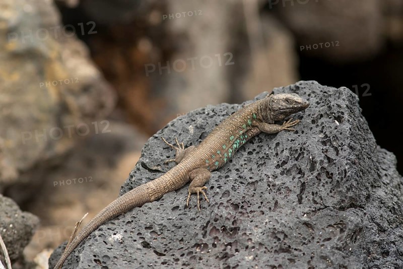 Atlantic lizard