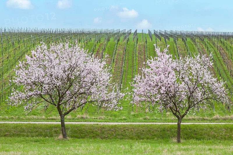 Almond blossom