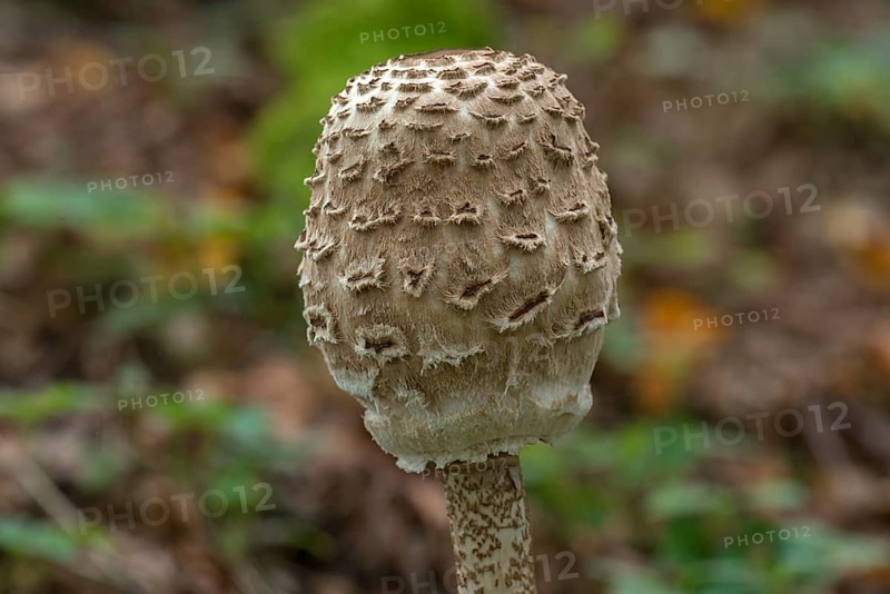 Shaggy parasol