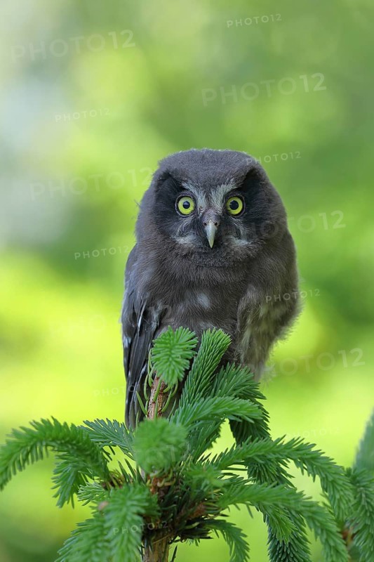 Tengmalm's Owl
