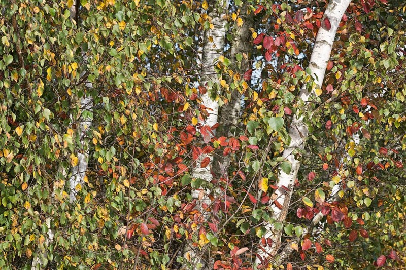 Warty birch