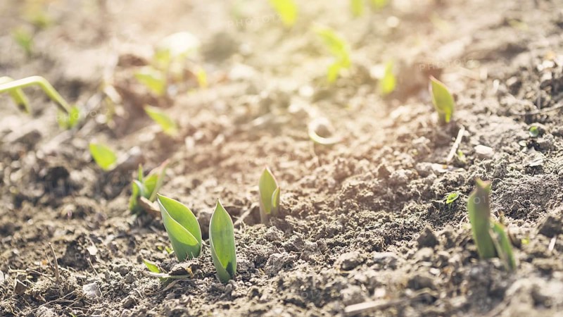 Young plants soil. Resolution and high quality beautiful photo