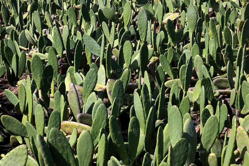 (Opuntia) plantations for the breeding of the cochineal scale insect, near Guatiza, Lanzarote, Canary Islands, Spain, Europe