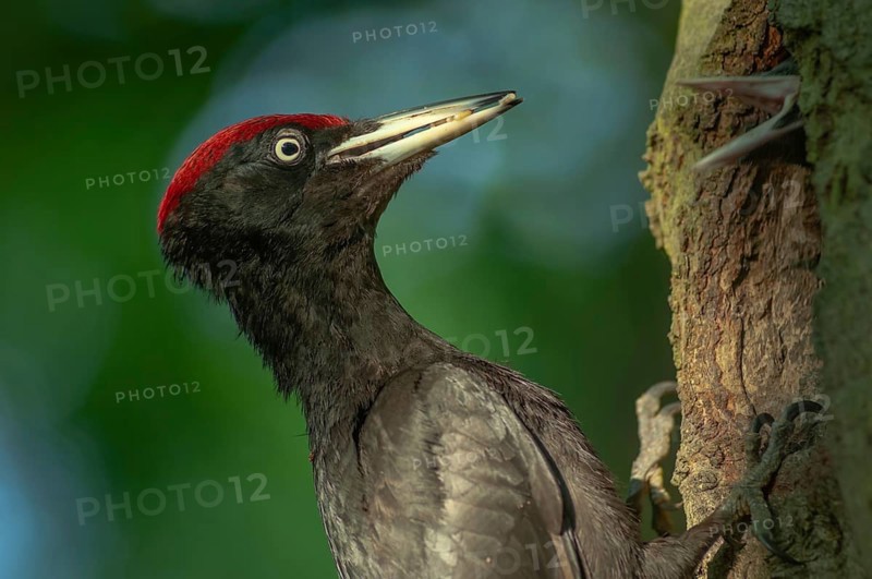 Black Woodpecker