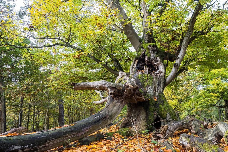 Old hute beech in autumn