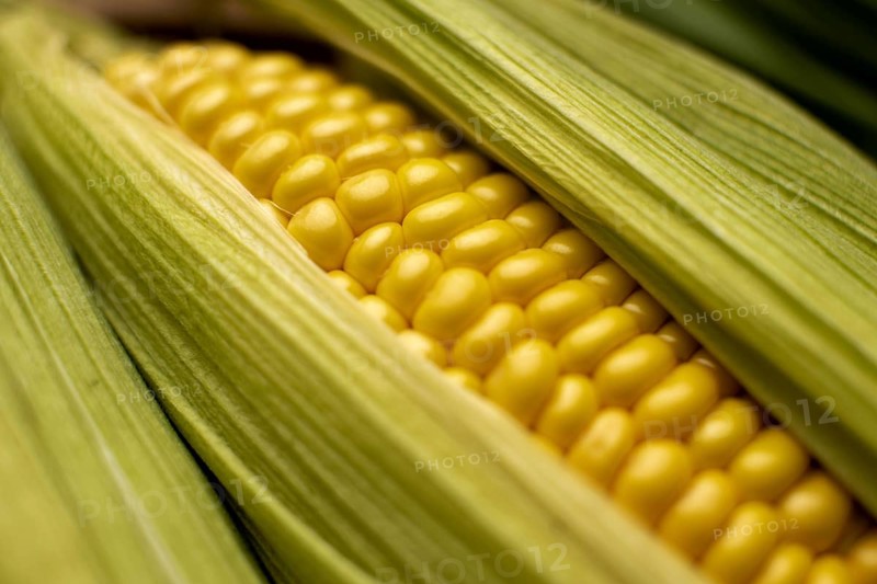 High angle corn composition close up