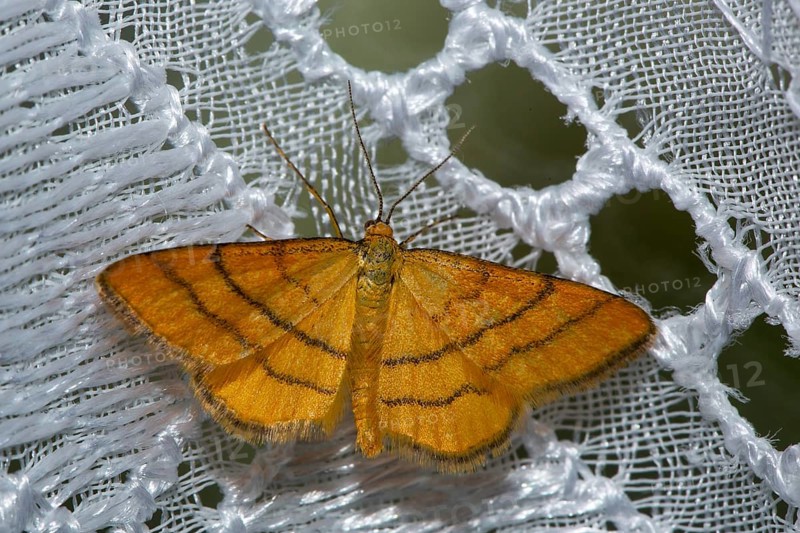 Golden yellow meadow dwarf moth Butterfly with open wings sitting on white curtain from behind