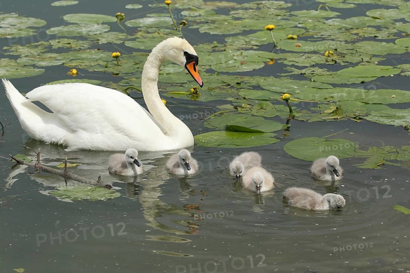 Mute swan