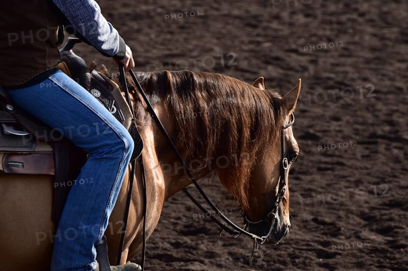 Detailed view of the head and neck with equipment of an American Quarter Horse in training