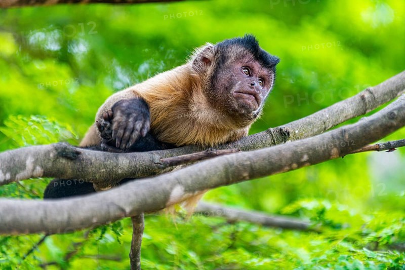 Capuchin monkey