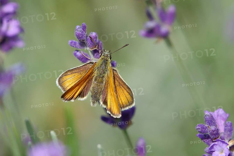 Large skipper