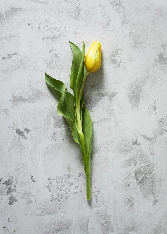 Top view yellow tulip table. Resolution and high quality beautiful photo