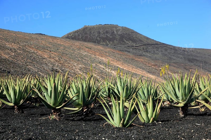 Aloe Vera Plantation at Orzola