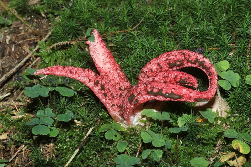 Mushroom