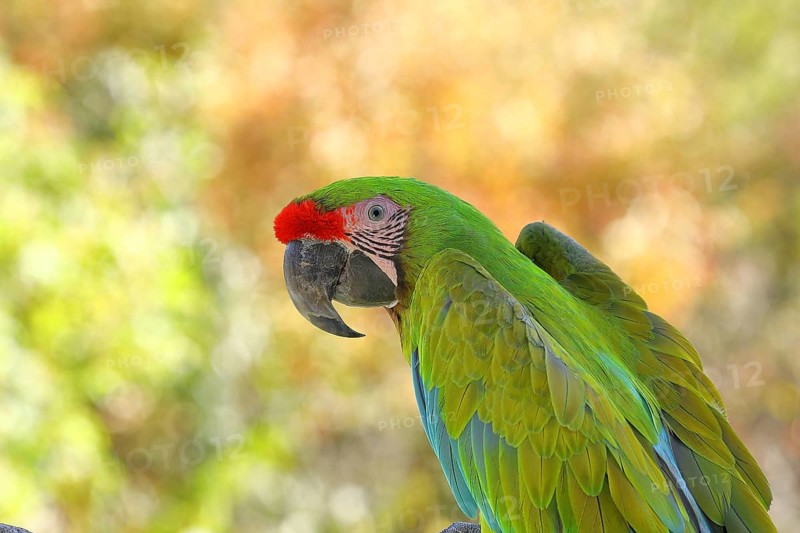 Great green macaw