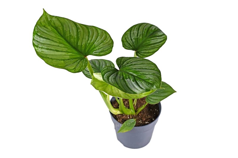 Exotic 'Philodendron Mamei' houseplant with with silver pattern in flower pot on white background