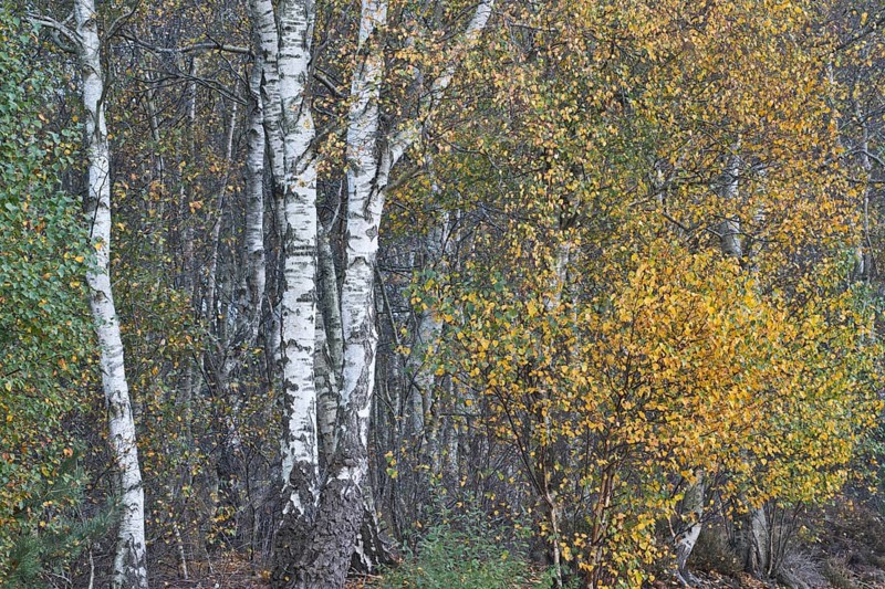 Warty birch