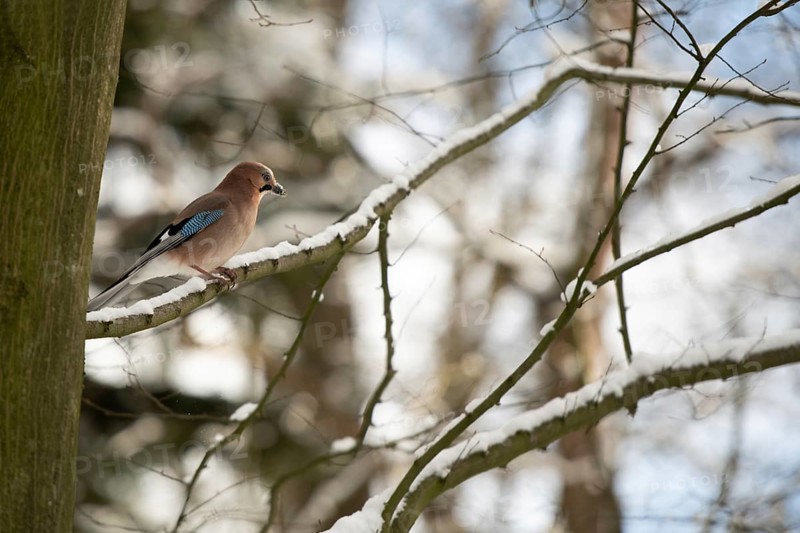 Eurasian jay