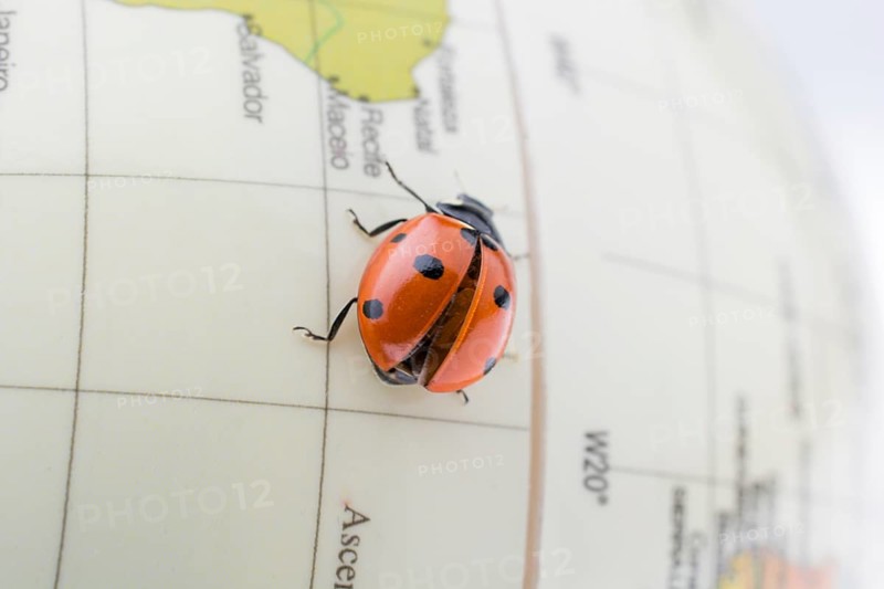 Ladybug walking on a little colorful model globe