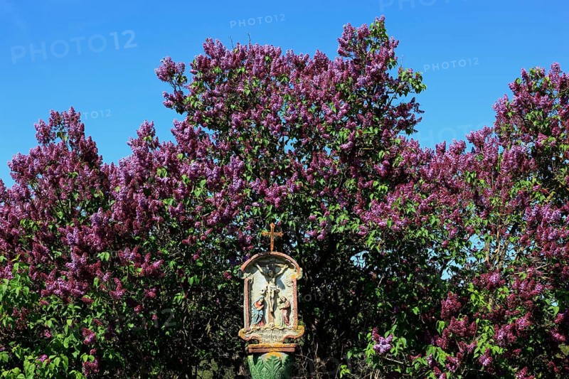 Wayside shrine in front of flowering lilacs near Hilders in the Rhoen