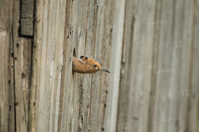 Hoopoe