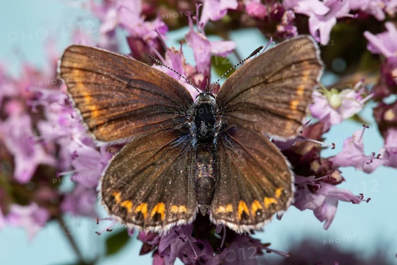 Reverdin's blue with open wings sitting on pink flowers from behind