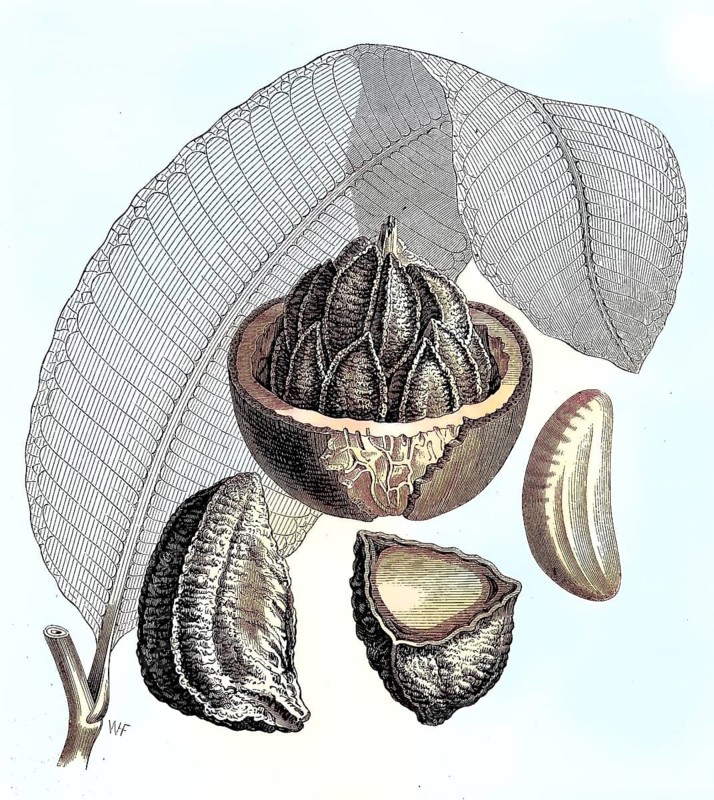 Brazil nut