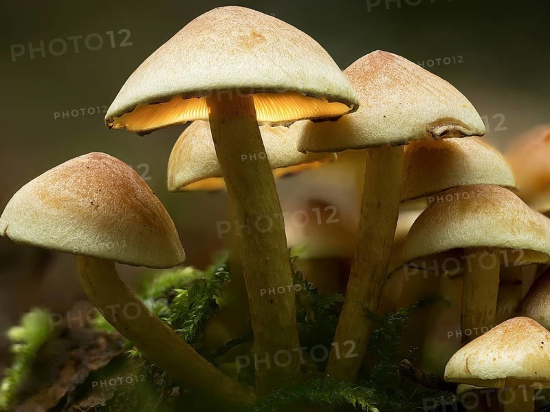 Group of green-leaved sulphur tuft