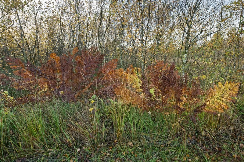 Royal fern