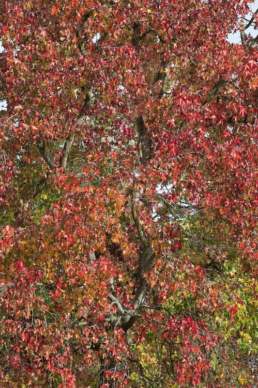 Sweetgum