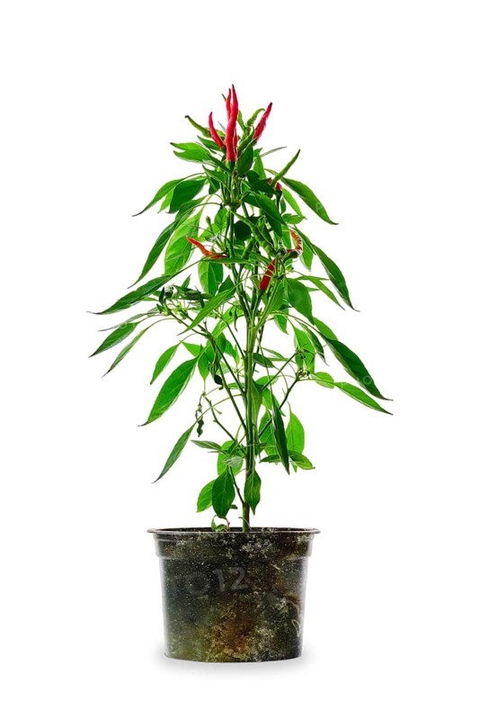 Red thai chili pepper isolated on white background. Bush of chili pepper for home gardening