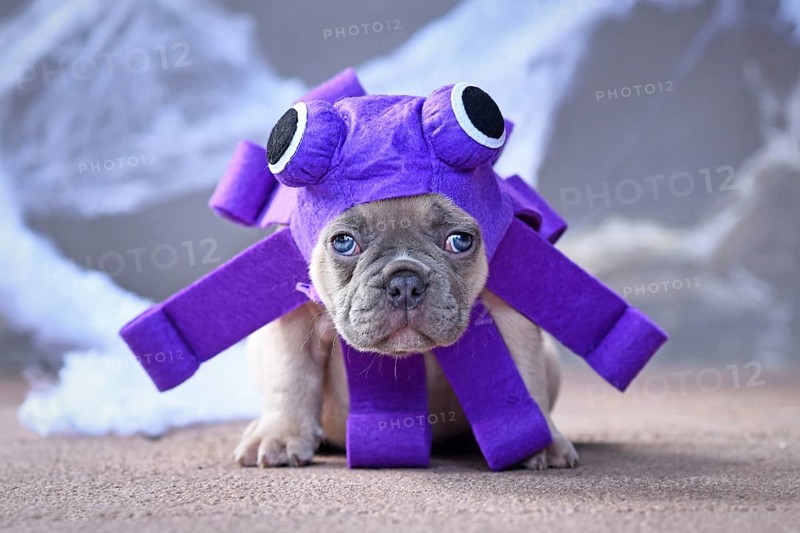 Funny French Bulldog puppy wearing purple Halloween octopus dog costume with big eyes and tentacles