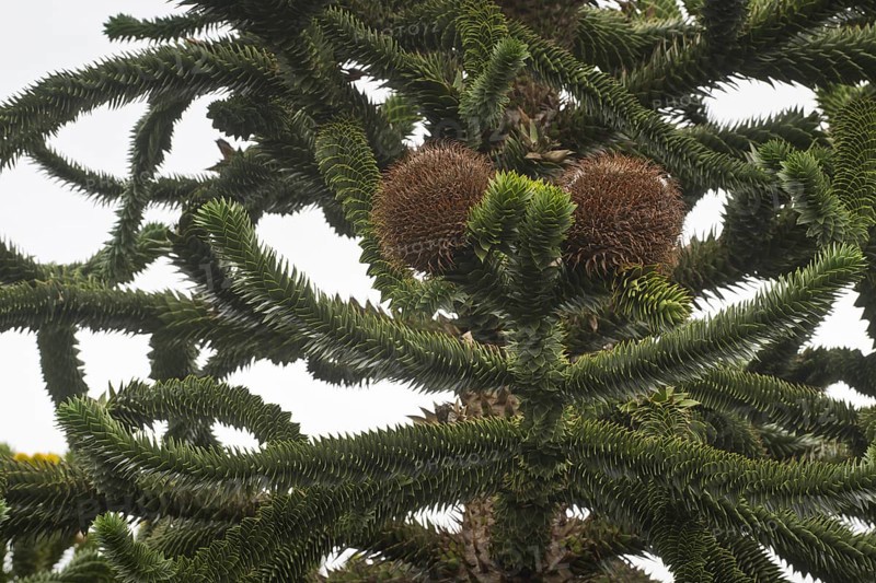 Monkey puzzle tree
