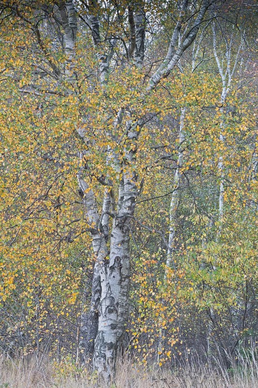 Warty birch