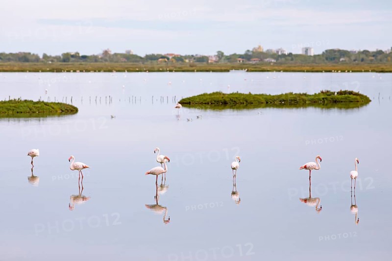 Flamingos