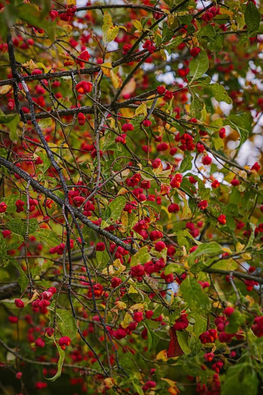 European spindle