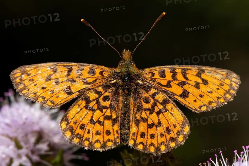 Brown-spotted pearl butterfly Butterfly with open wings sitting on pink flowers from behind