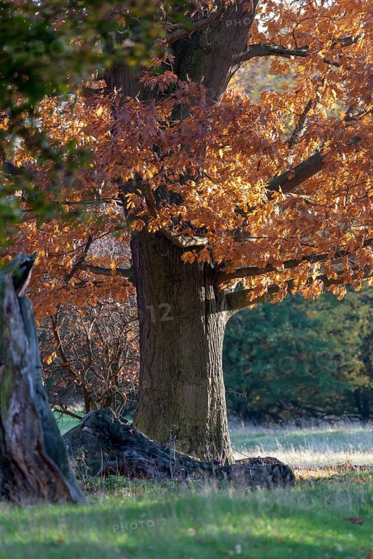 Strong trunk of an oak