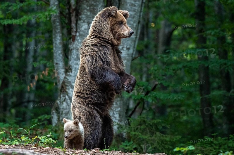 European brown bear