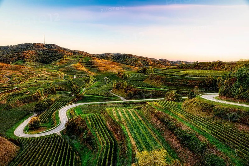 Road in the vineyards