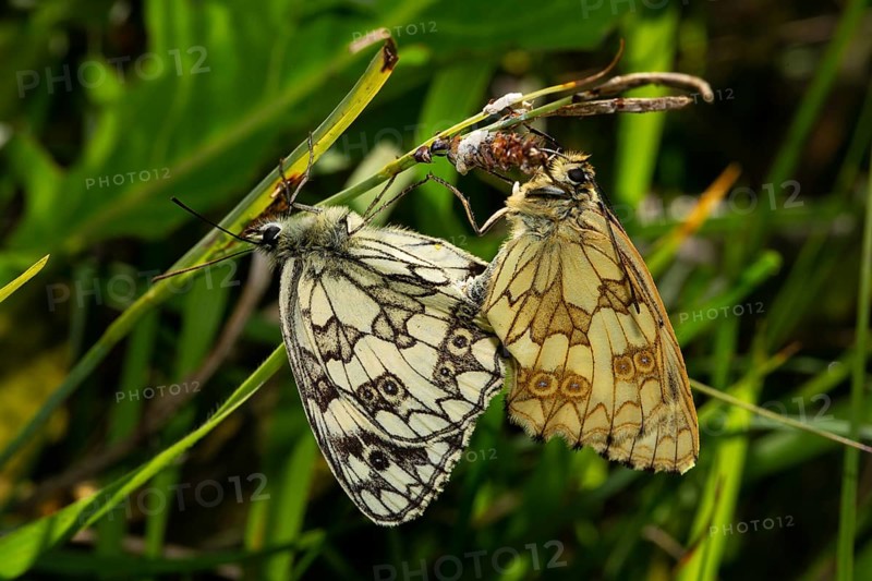Marbled white two moths mating hanging on a stalk looking different