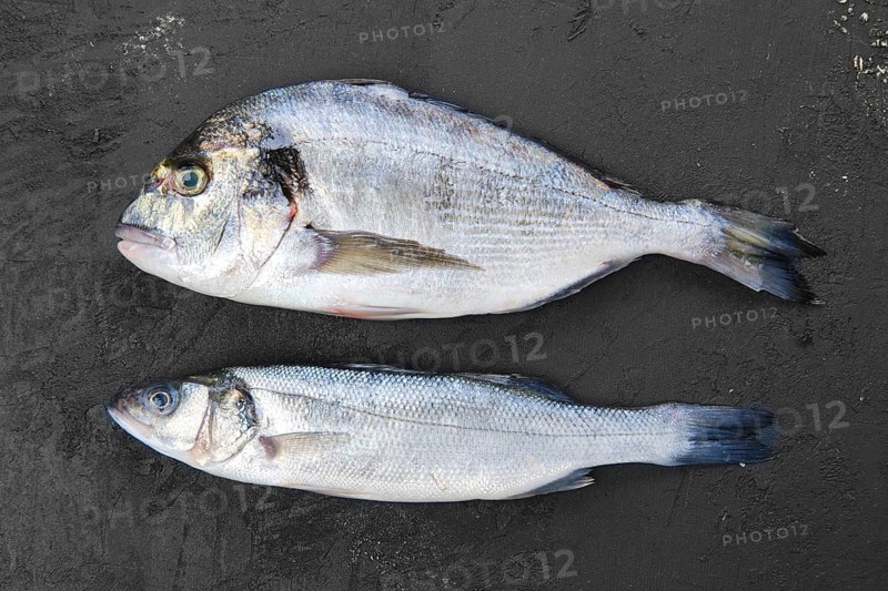 Fresh seabass and seabream fish on black stone background